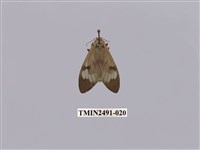 藏品(閃光玻燈蛾)的圖片